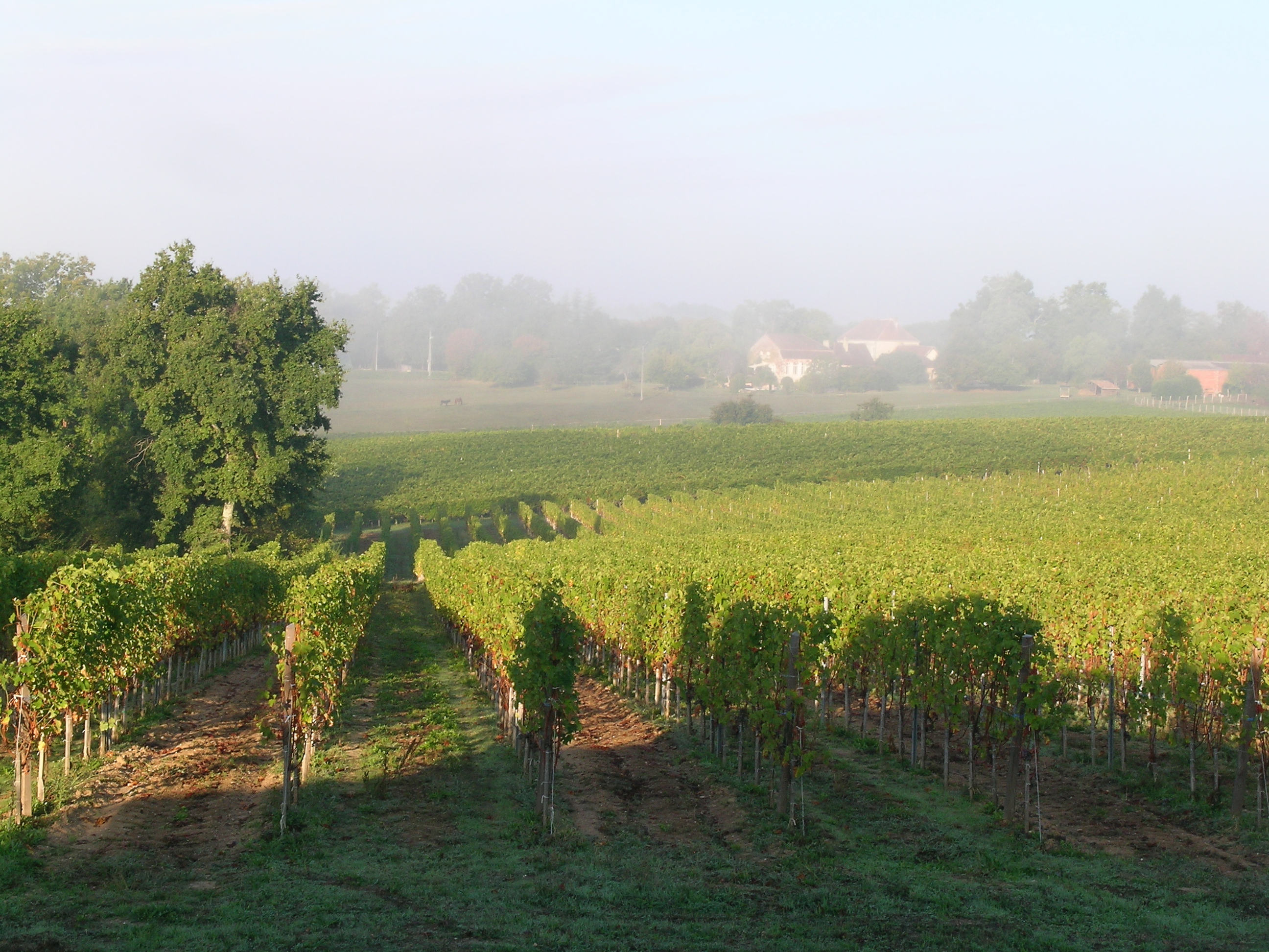 Maison d'hôtes bergerac dordogne - vue sur les vignes