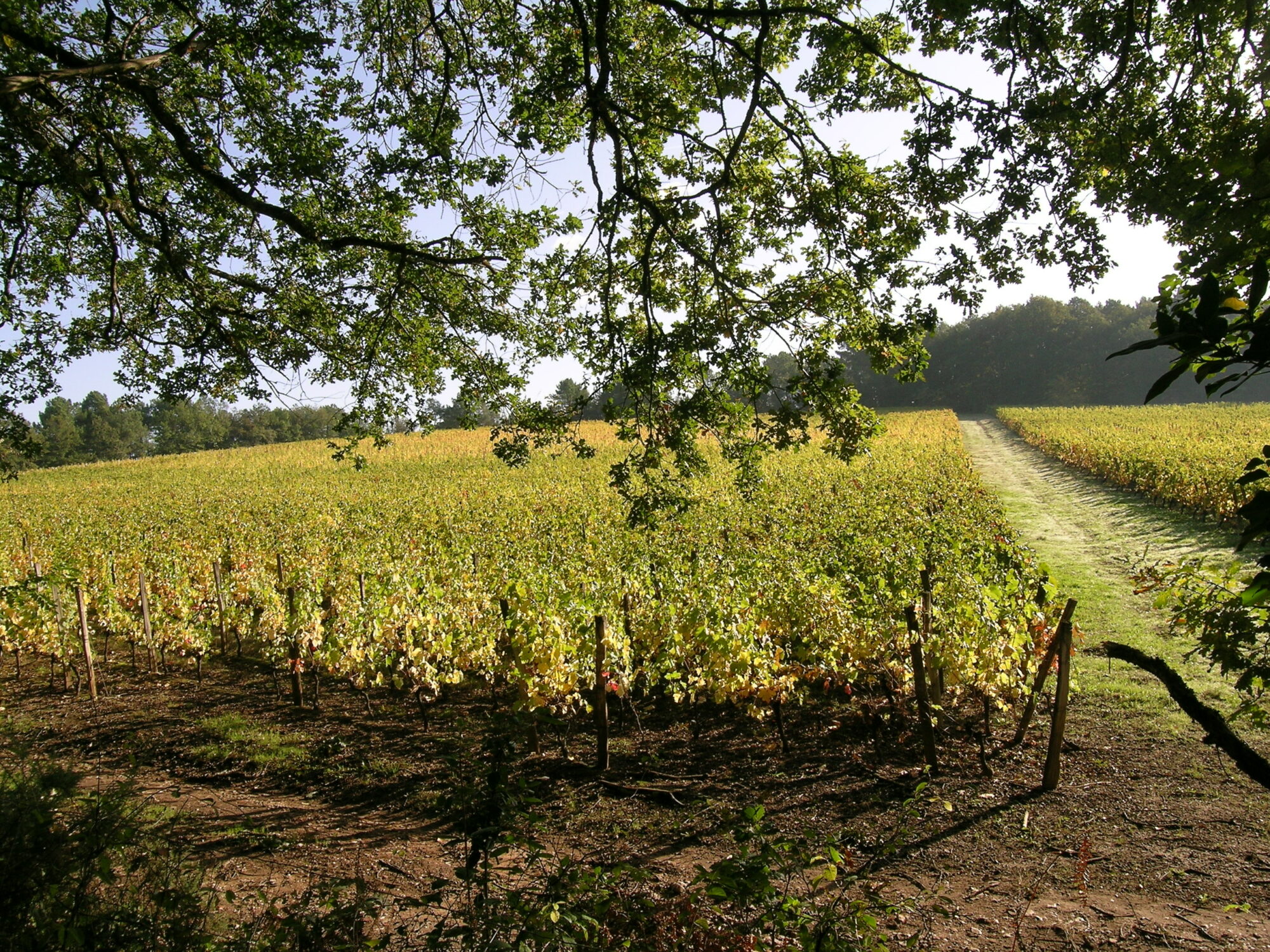 vineyard of Pecharmant, bergerac, dordogne